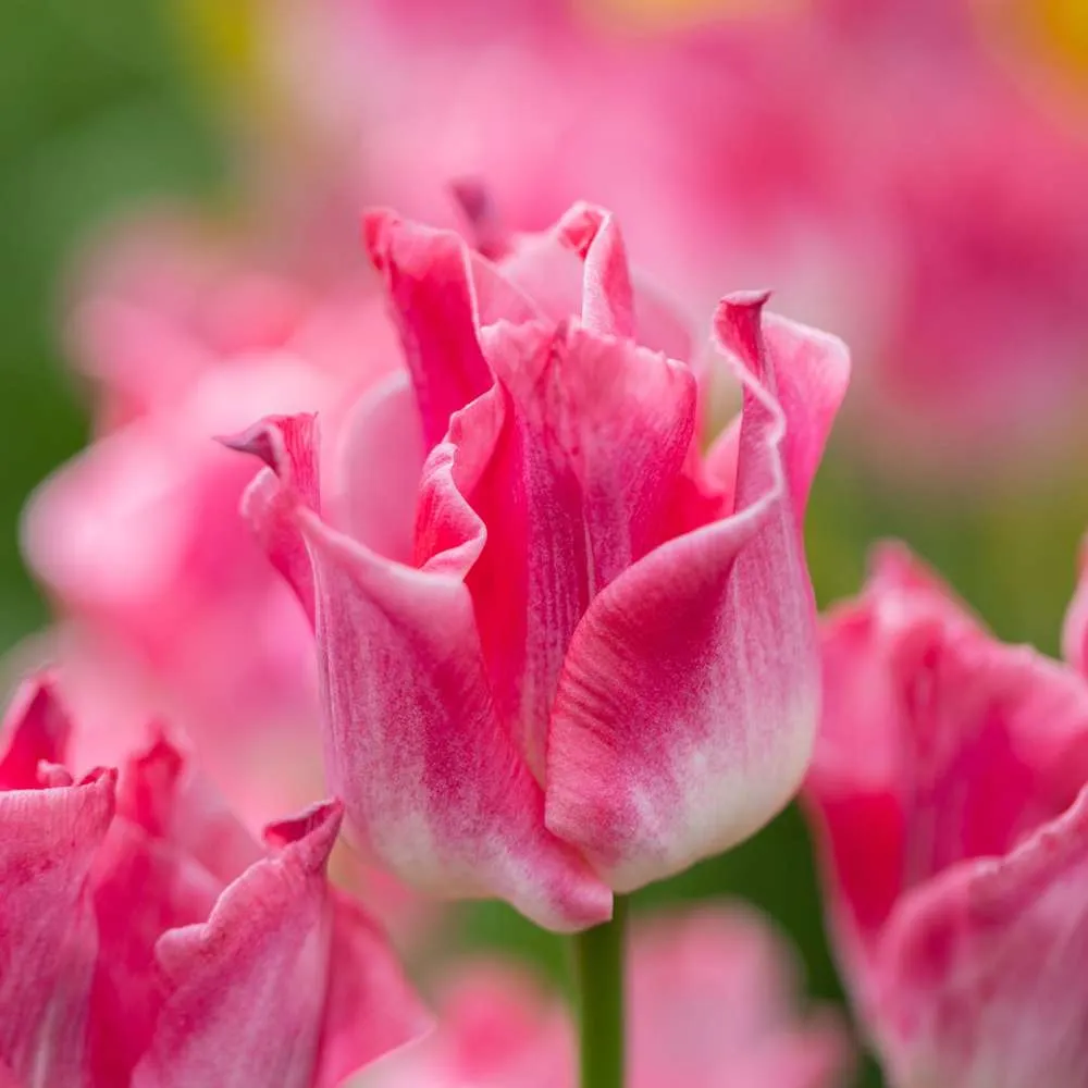 Tulipan 'Crown Dynasty'