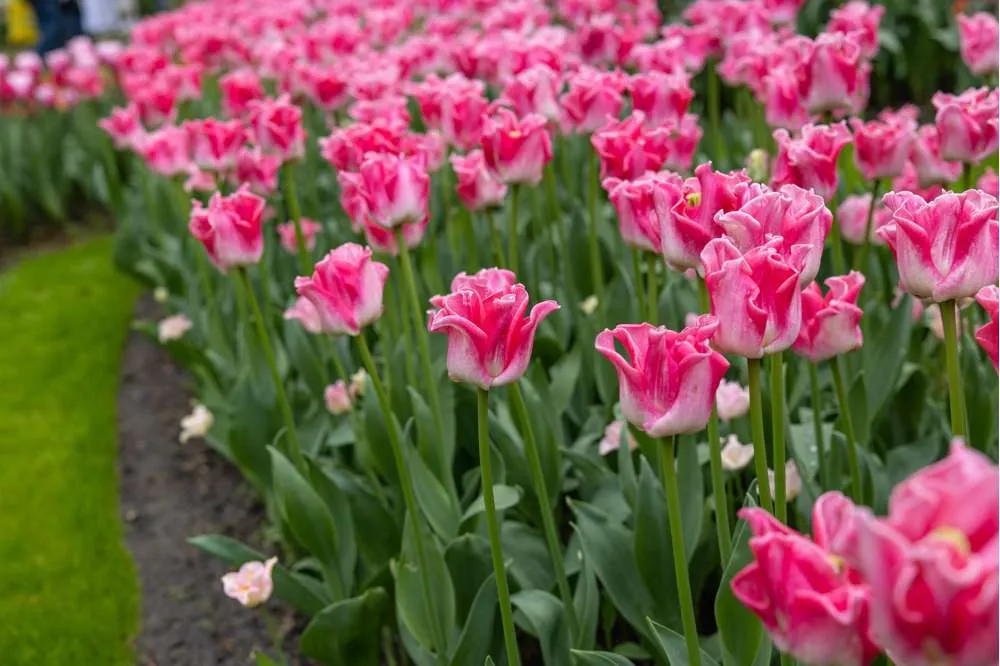 Tulipan 'Crown Dynasty'