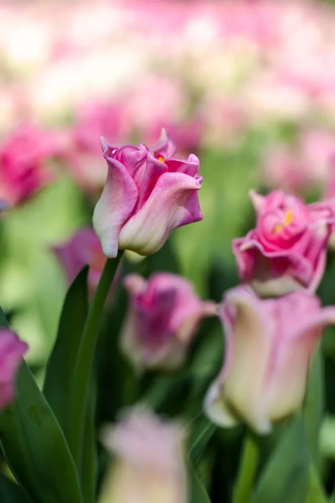Tulipan 'Crown Dynasty'