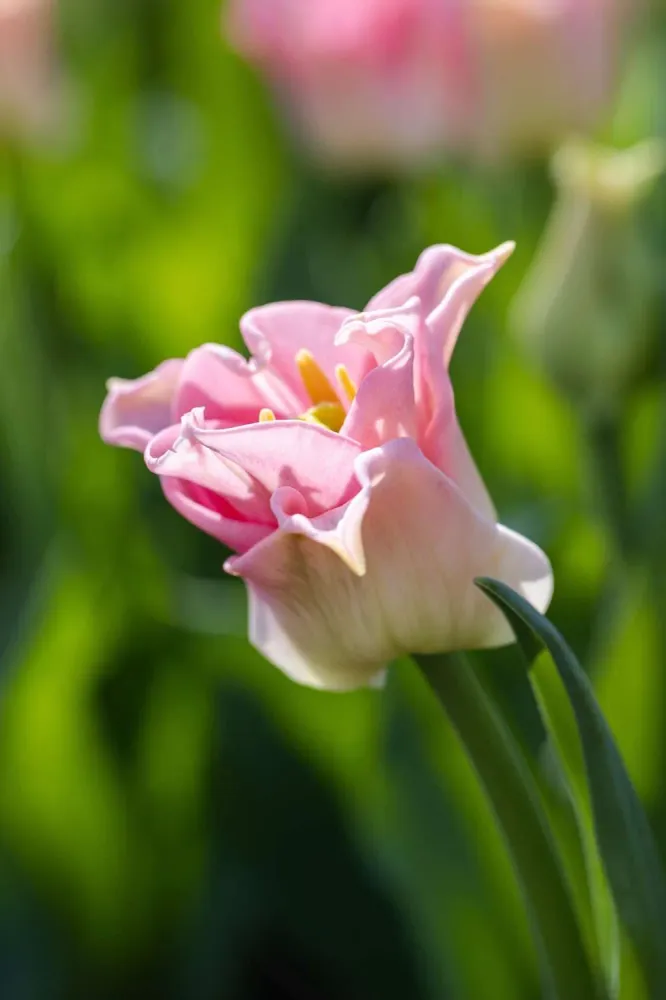 Tulipan 'Crown Dynasty'
