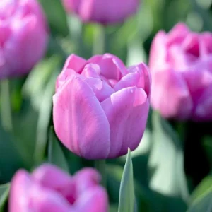 Tulipan 'Double You' Easy Installation