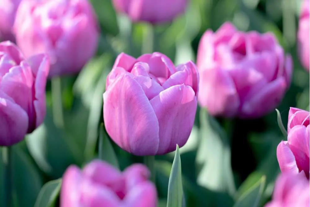 Tulipan 'Double You' Easy Installation