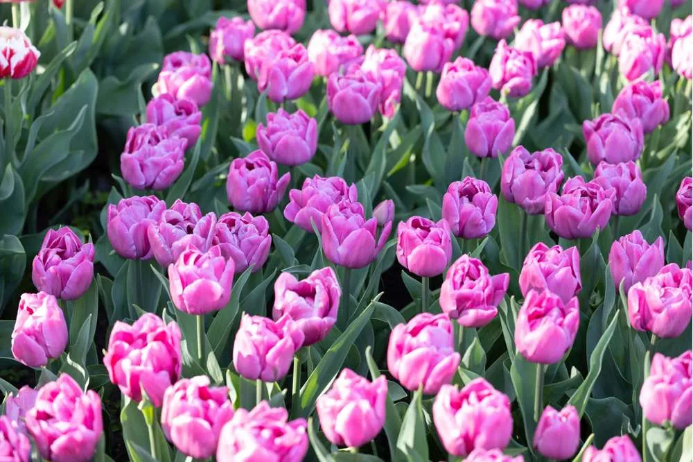 Tulipan 'Double You' Easy Installation