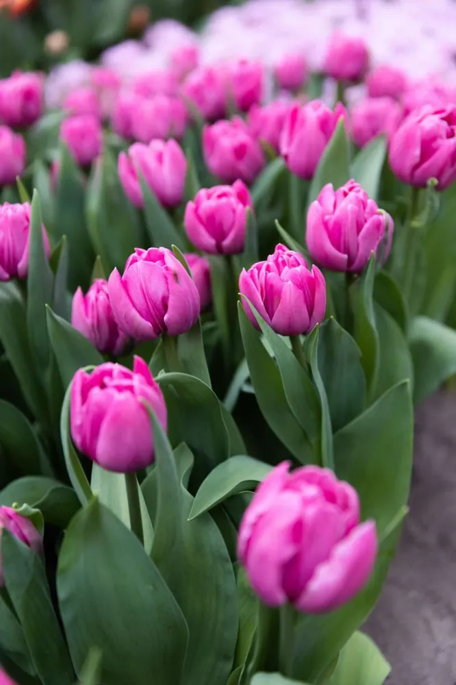 Tulipan 'Double You' Easy Installation