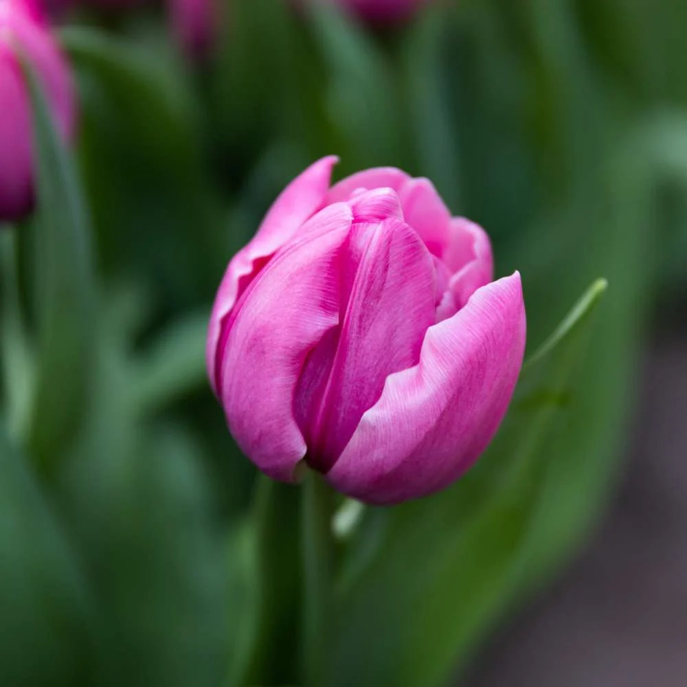 Tulipan 'Double You' Easy Installation