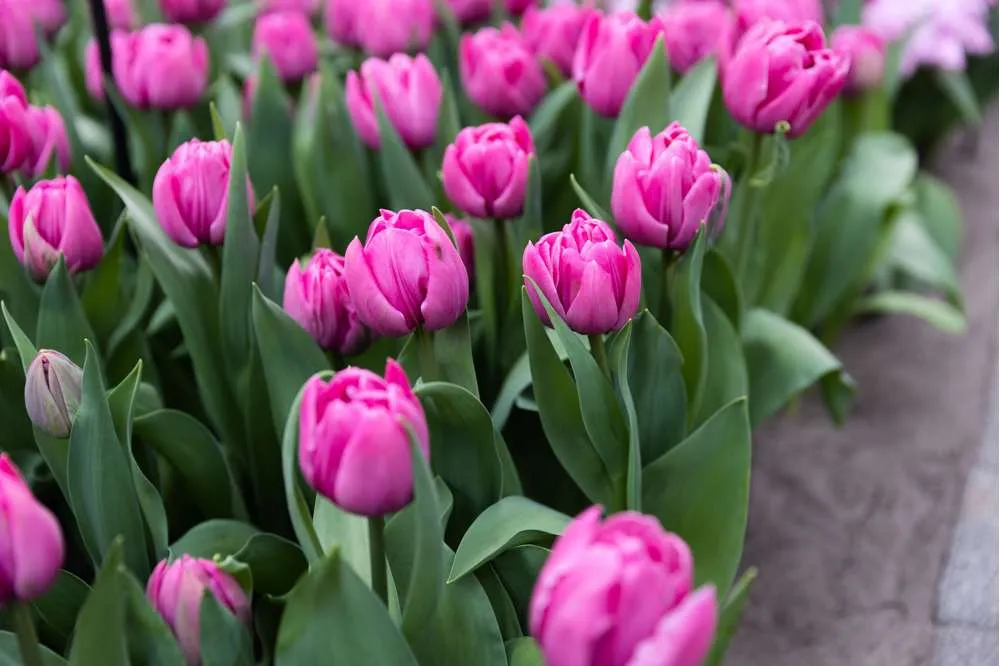 Tulipan 'Double You' Easy Installation