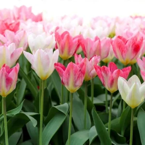Tulipan 'Flaming Purissima' 40-Piece Bit Set