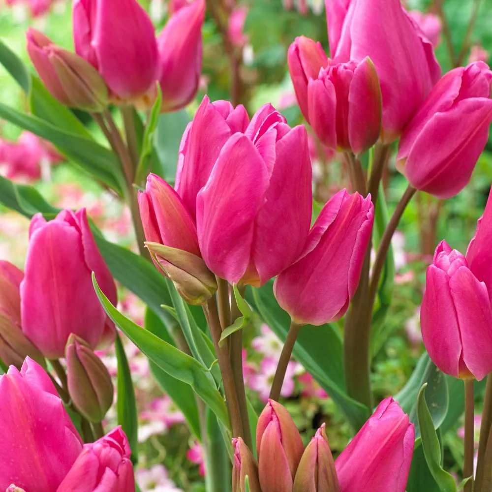 Tulipan 'Happy Family' Easy Installation