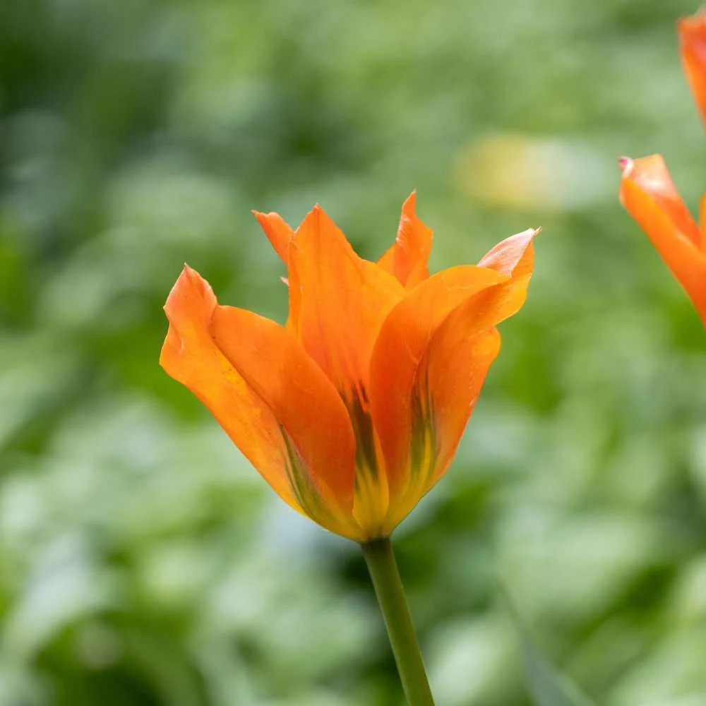 Tulipan 'Orange Emperor' | Lifetime Warranty