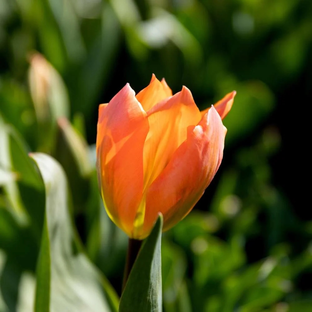 Tulipan 'Orange Emperor' | Lifetime Warranty