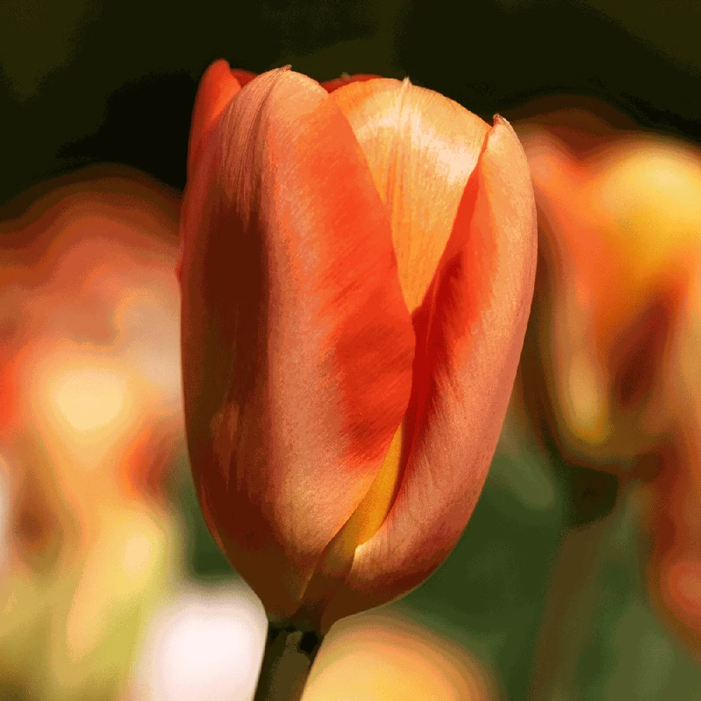 Tulipan 'Orange Emperor' | Lifetime Warranty
