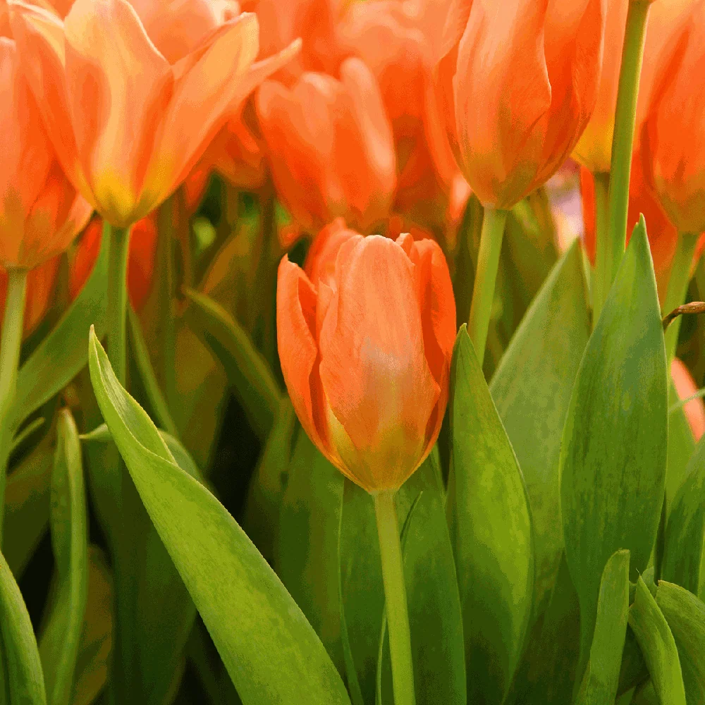 Tulipan 'Orange Emperor' | Lifetime Warranty
