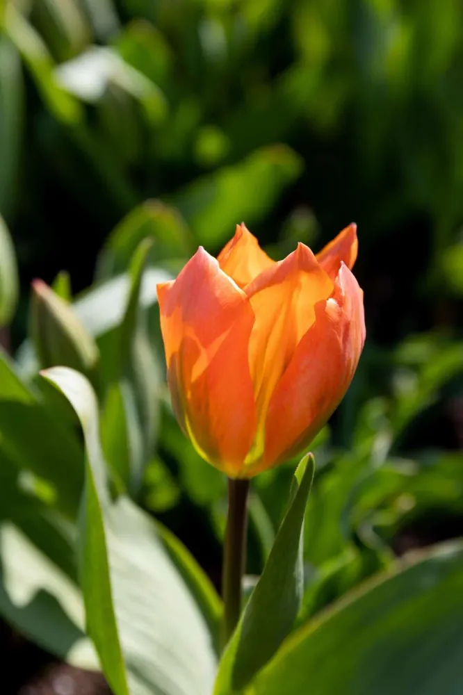 Tulipan 'Orange Emperor' | Lifetime Warranty