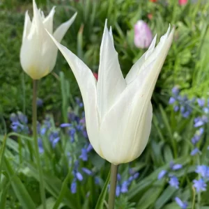 Tulipan 'White Triumphator' Electricians