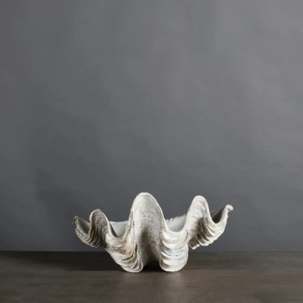 White Tricnada Clam - 30 cm